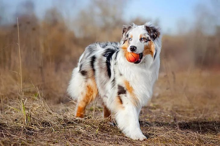 Image for Australian Shepherd