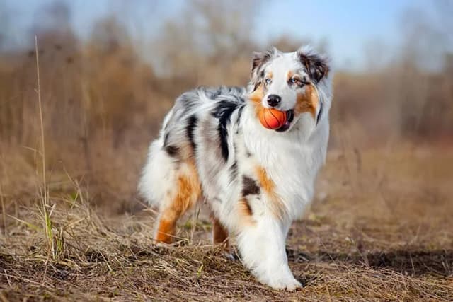 Australian Shepherd Image of Australian Shepherd