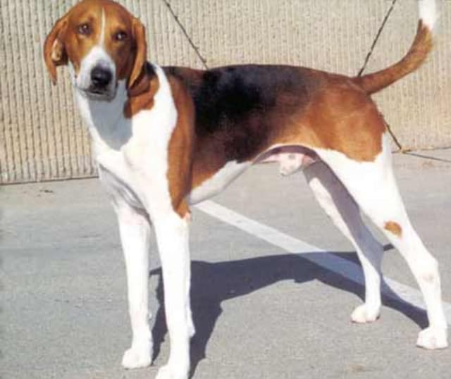 American Foxhound Image of American Foxhound