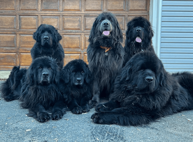 Newfoundland Image of Newfoundland